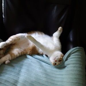 Meet your Posher, Alanson